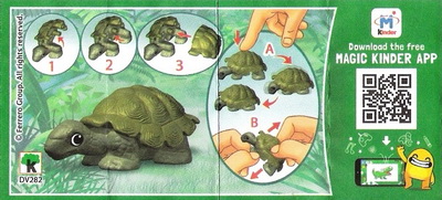 tortue
