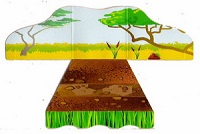 crocodile