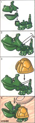 tortue