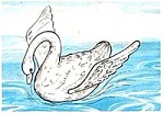 cygne