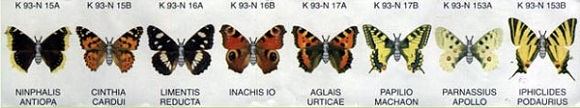papillon