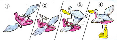 pelican