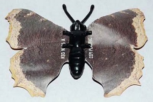 papillon