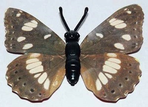 papillon