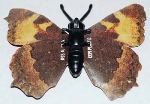 papillon