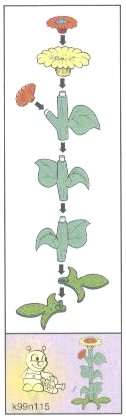 fleur