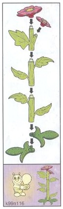 fleur