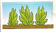 criquet