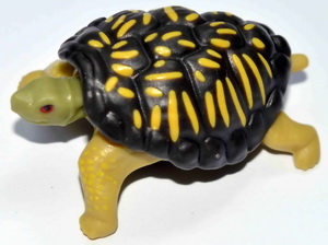 tortue